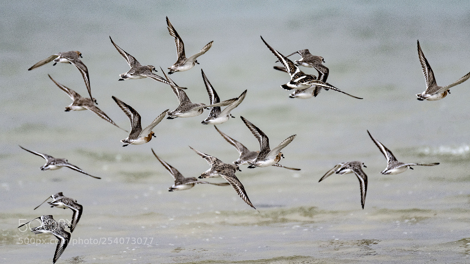 Nikon D500 sample photo. Flying away photography
