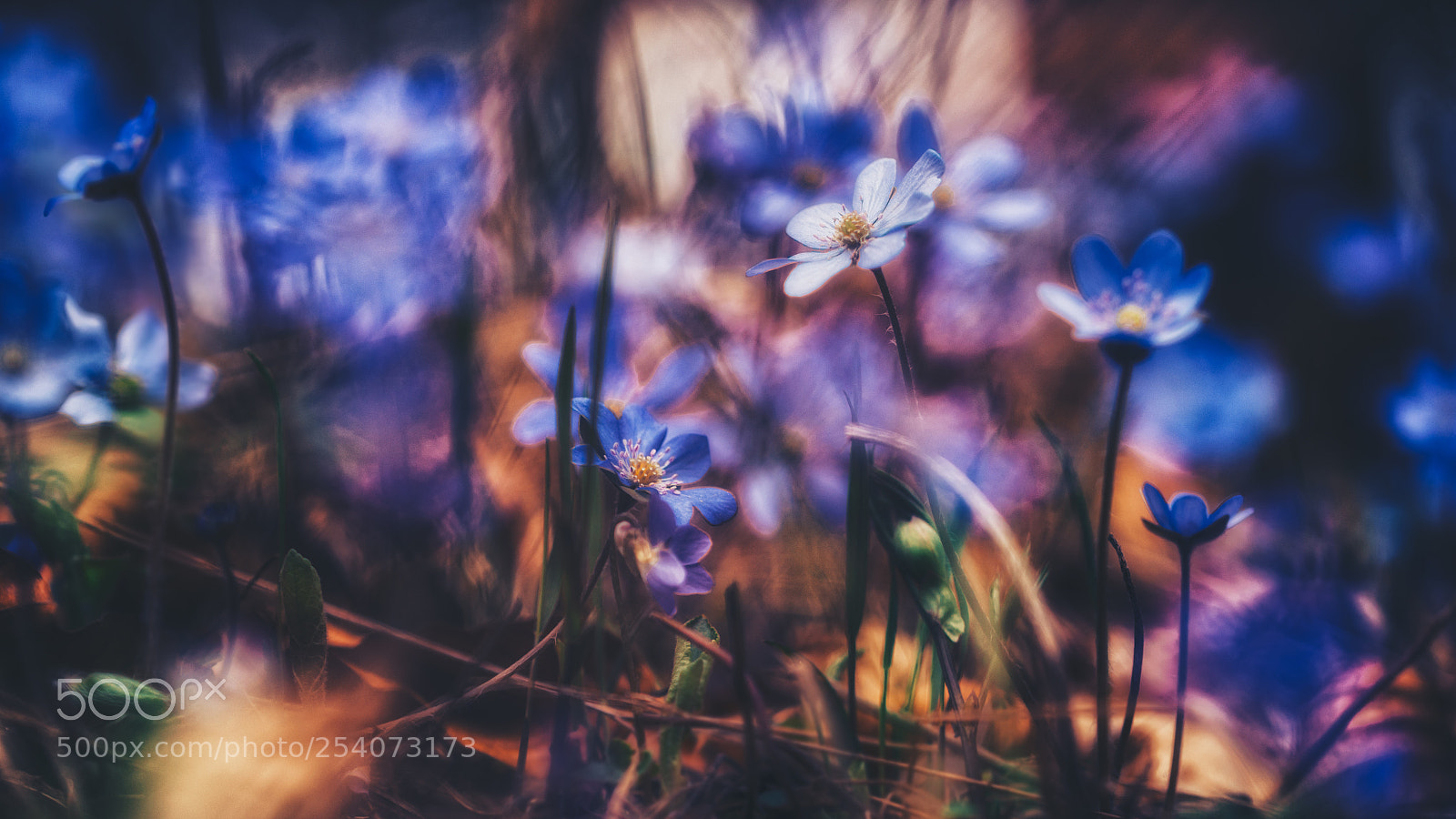 Nikon D610 sample photo. Wild forest flowers photography