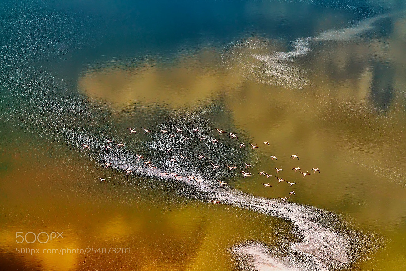 Sony a99 II sample photo. Photographing flamingo on lake photography