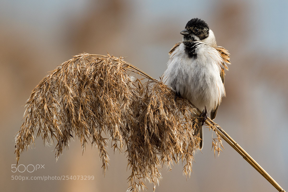 Canon EOS 7D Mark II sample photo. Reed general photography
