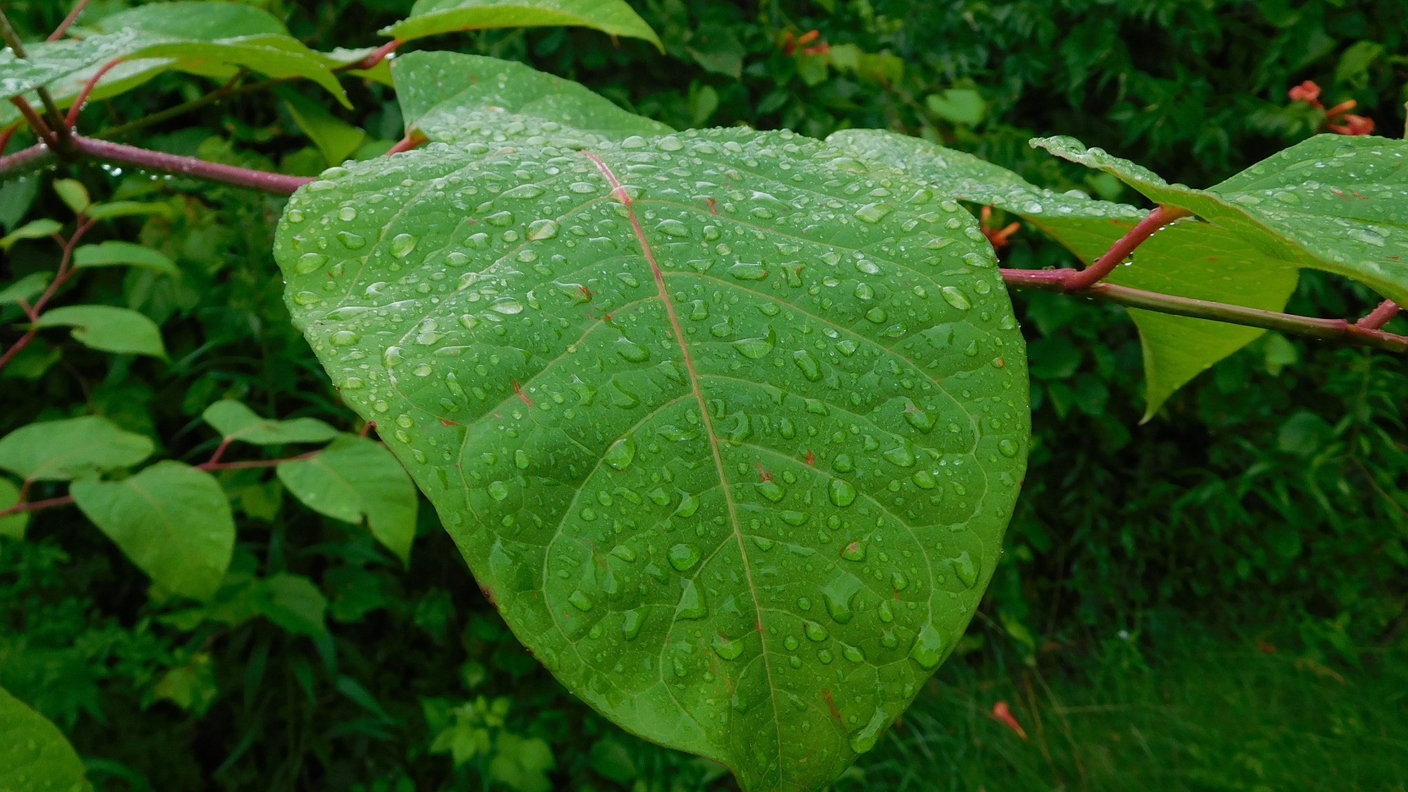 Nikon Coolpix S7000 sample photo. Rainy leaf photography