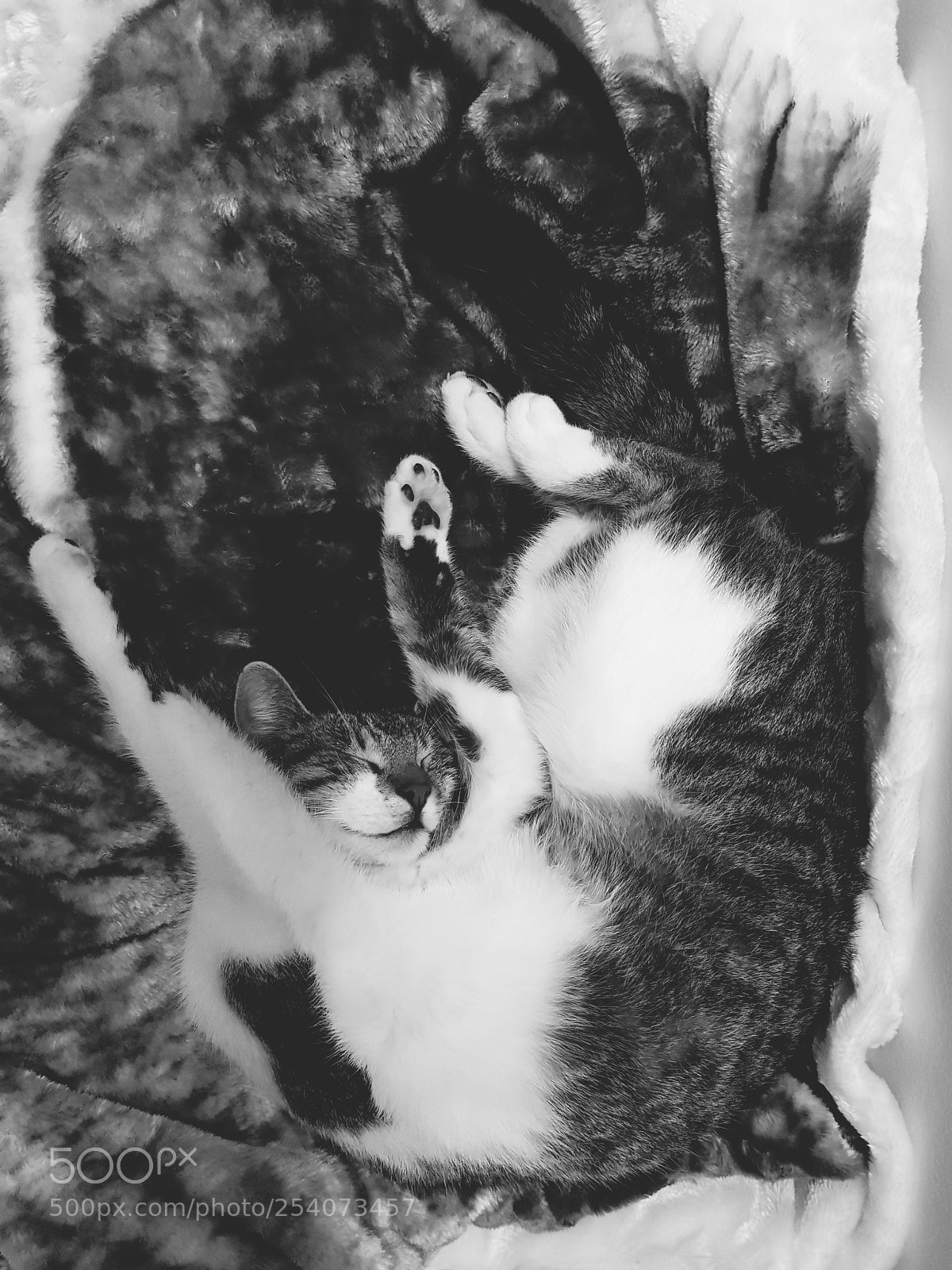 Samsung Galaxy S8 sample photo. Untitled photography