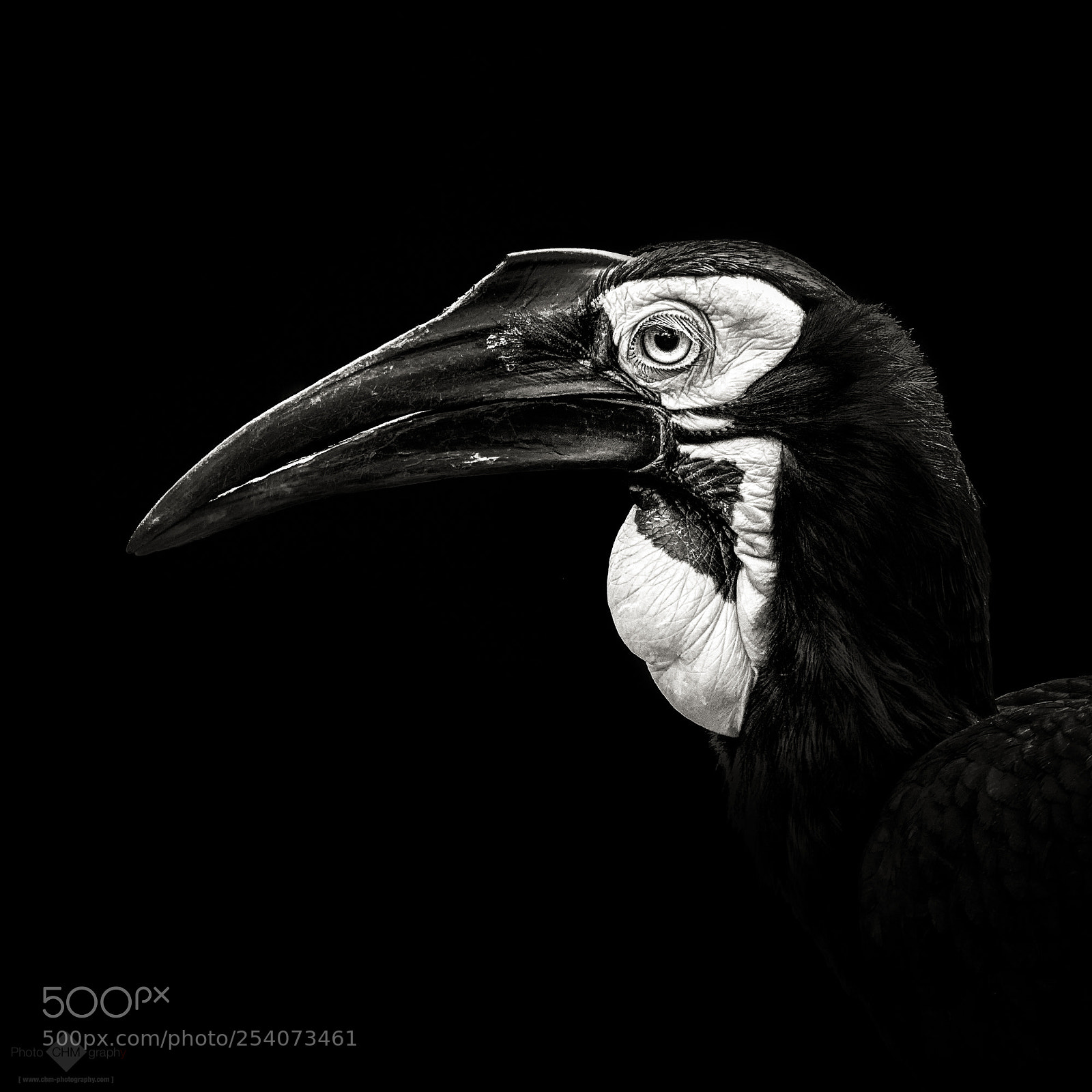 Nikon D7100 sample photo. Southern ground hornbill photography