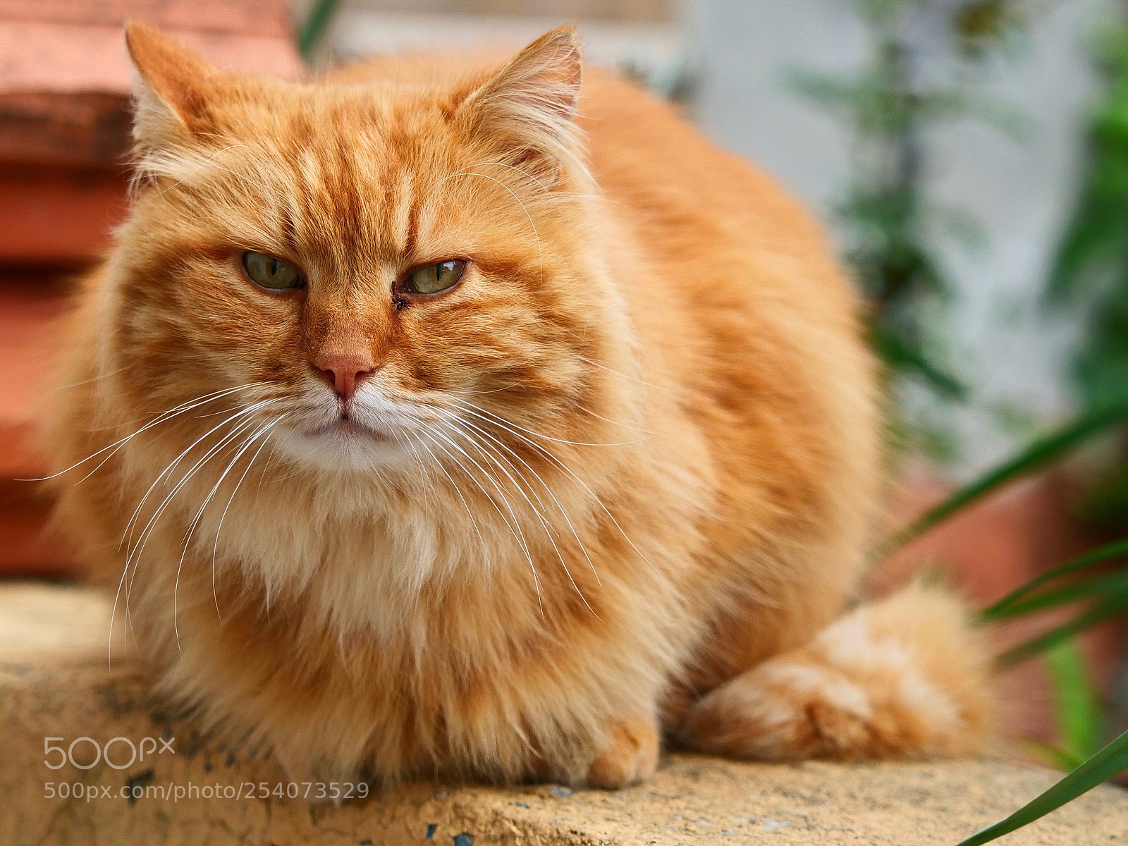 Panasonic Lumix DC-G9 sample photo. P photography