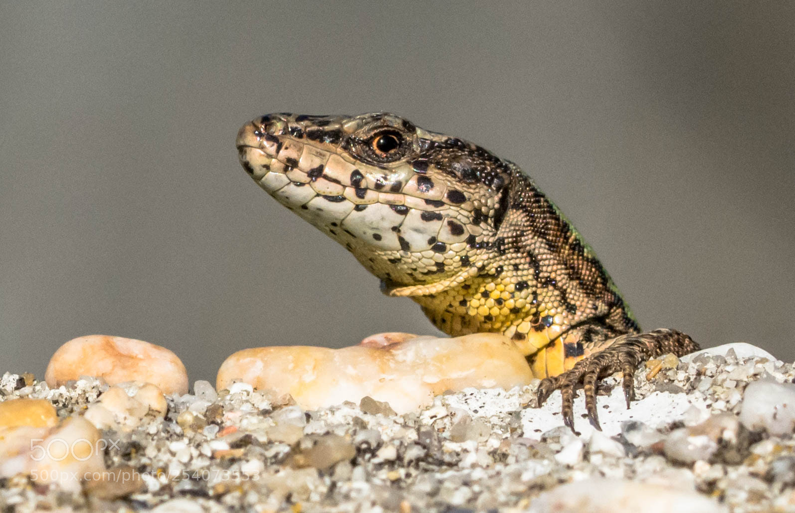 Nikon D7200 sample photo. Lizard photography
