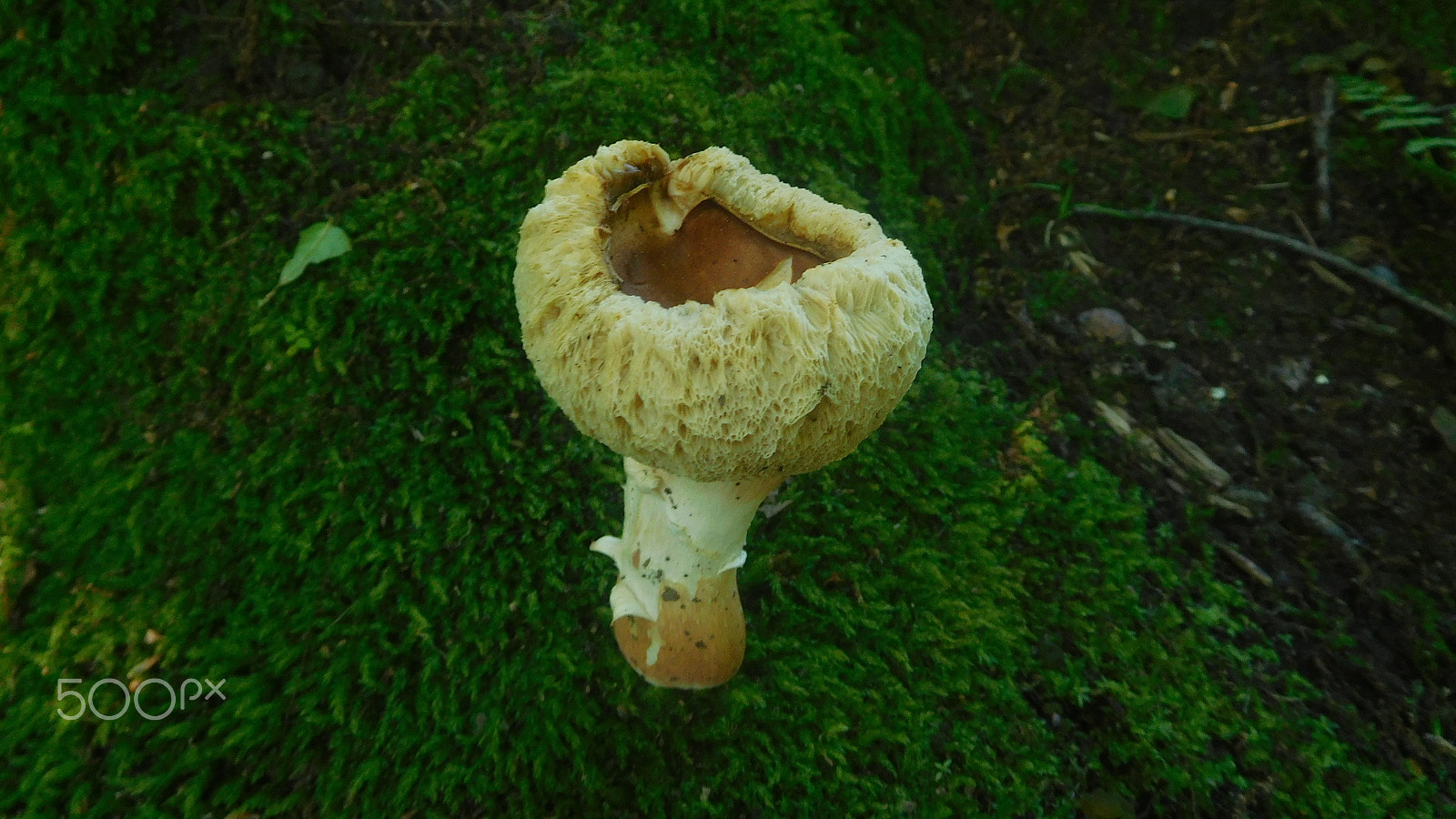 Nikon Coolpix S7000 sample photo. Mushroom photography