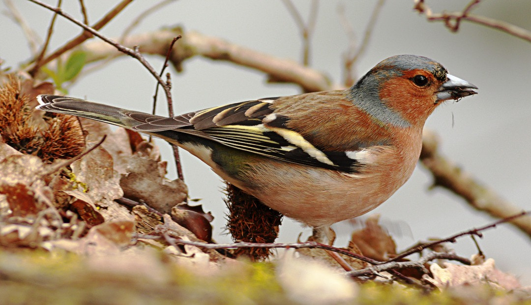 Canon EF 400mm F5.6L USM sample photo. Chaffinch - pinson des arbres photography