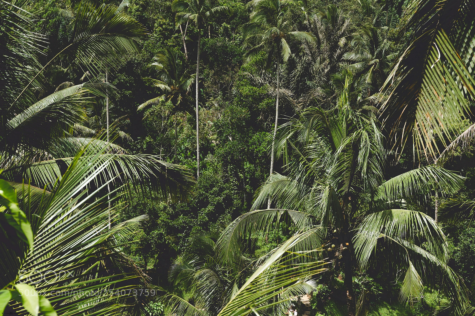Canon EOS 7D sample photo. Welcome to the jungle photography