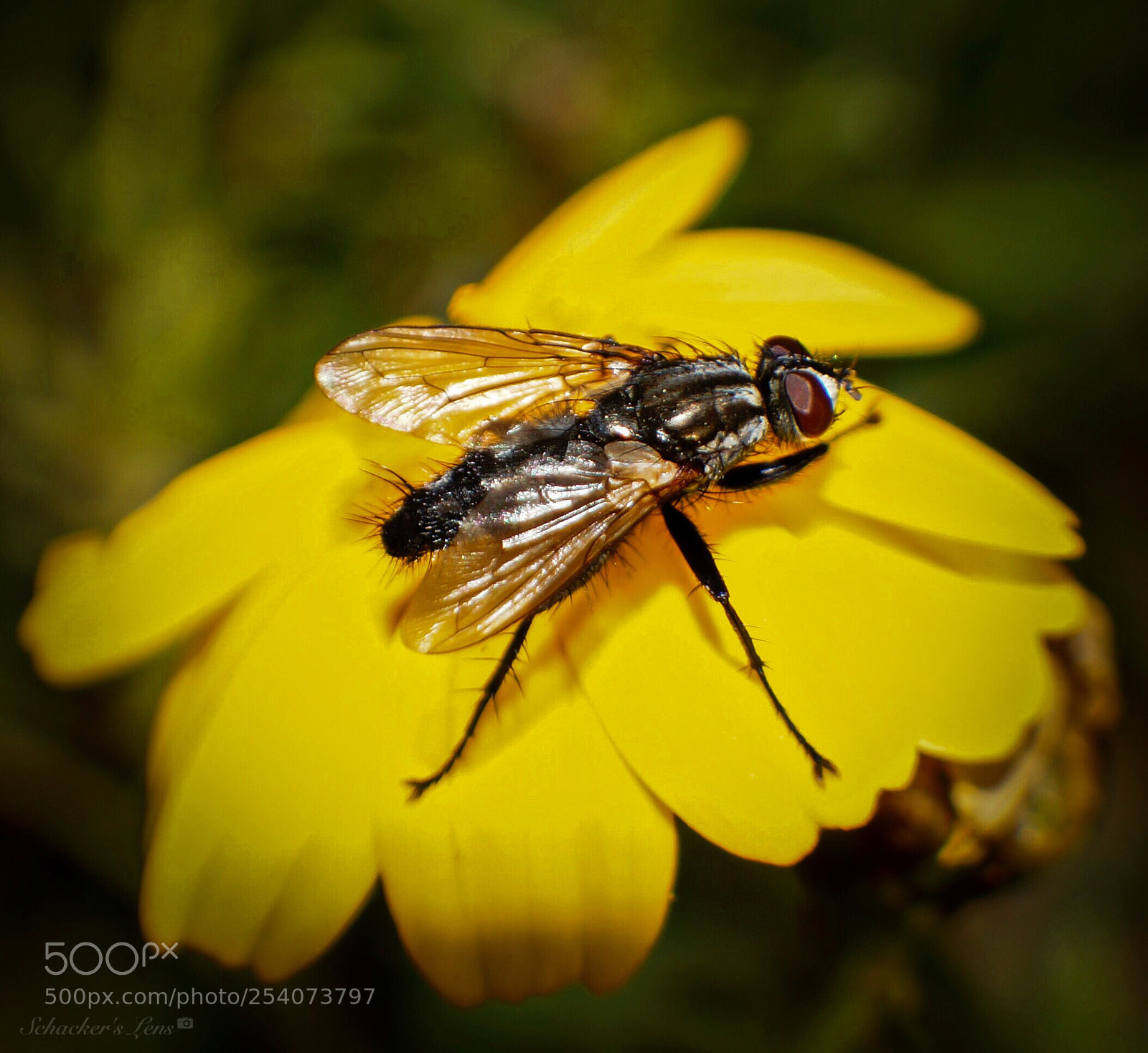 Sony SLT-A65 (SLT-A65V) sample photo. Flies3 photography