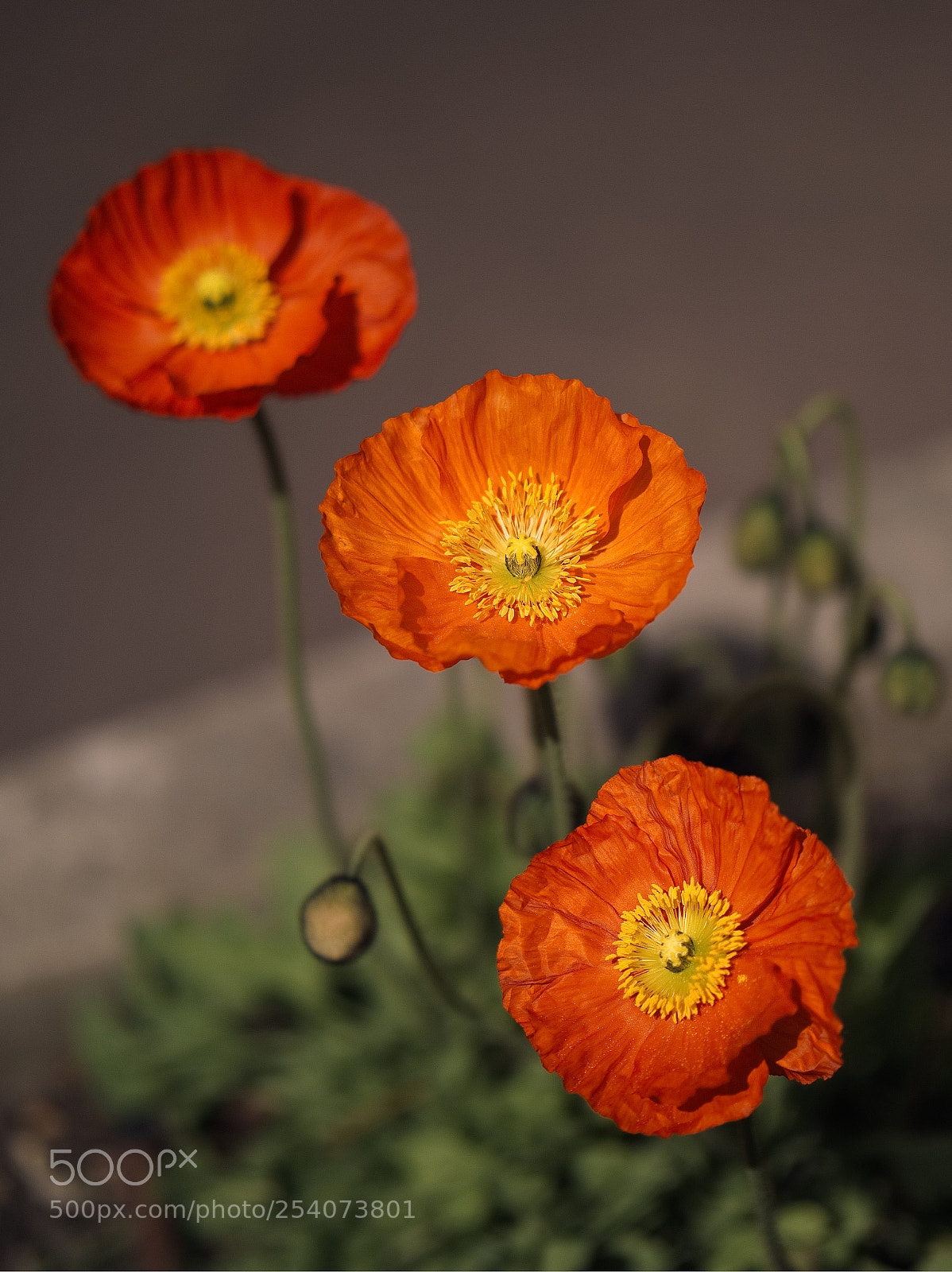 Panasonic Lumix DC-GH5 sample photo. Trois soleils photography