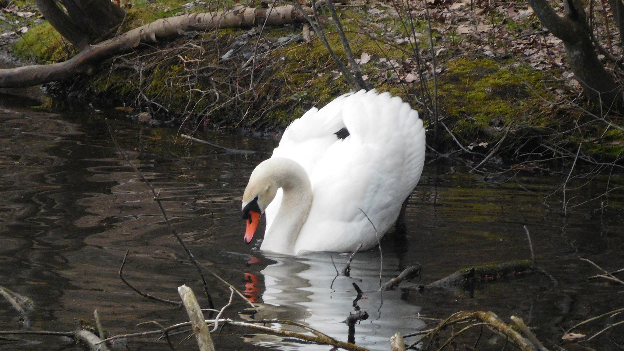 Nikon Coolpix S7000 sample photo. Swan photography