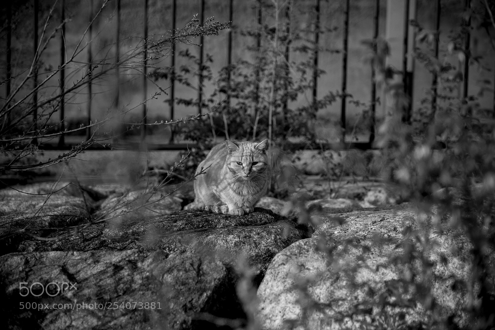Nikon D810 sample photo. Stray cat photography