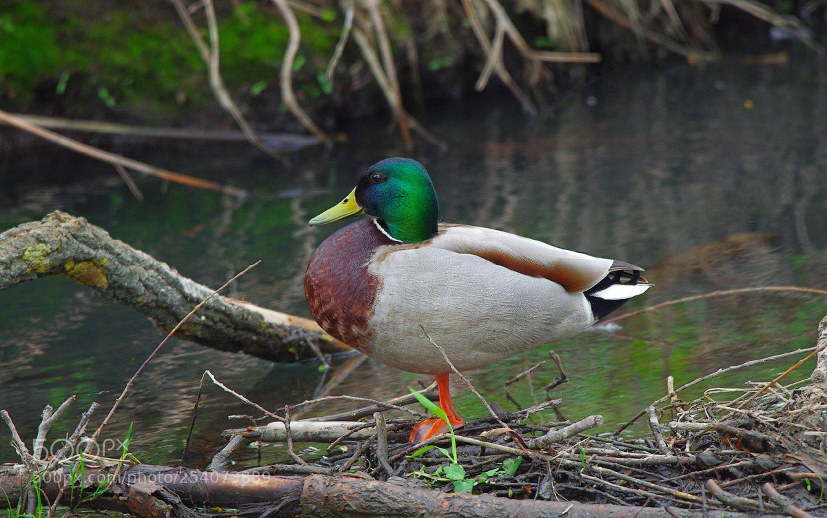 Pentax K-5 sample photo. Mallard, Крижень (anas platyrhynchos) photography