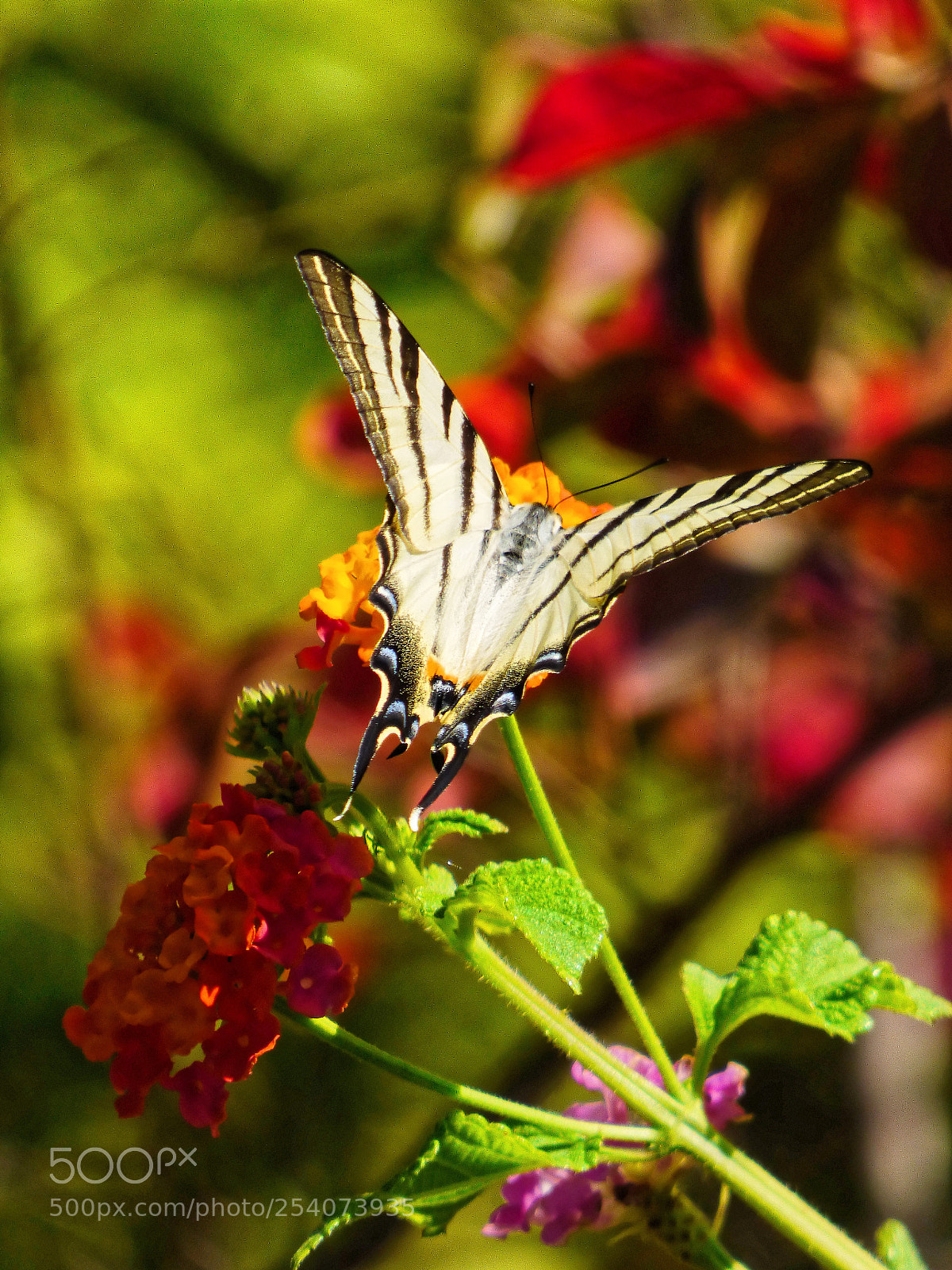 Panasonic DMC-FZ72 sample photo. Butterfly in action photography