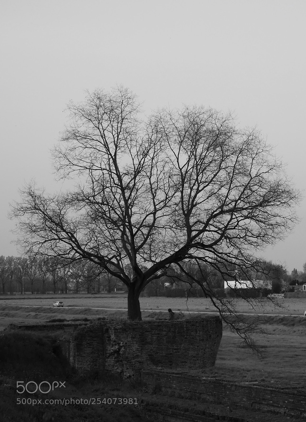 Panasonic Lumix DMC-G85 (Lumix DMC-G80) sample photo. The tree and the photography