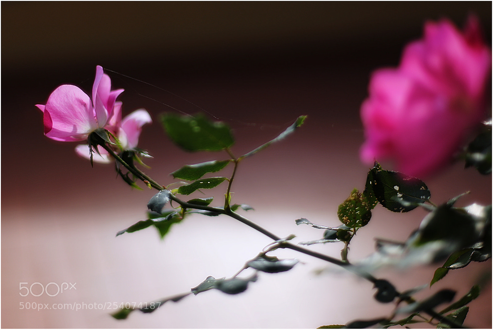 Canon EOS 6D + Canon EF 50mm F1.4 USM sample photo. Rosa photography