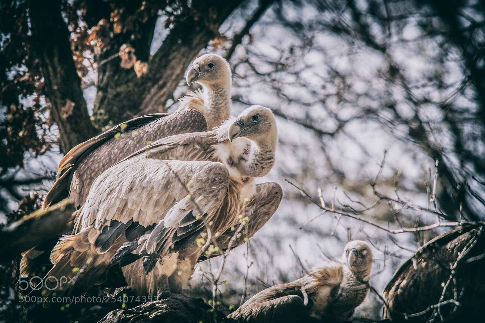 Canon EOS 7D Mark II sample photo. Vultures photography