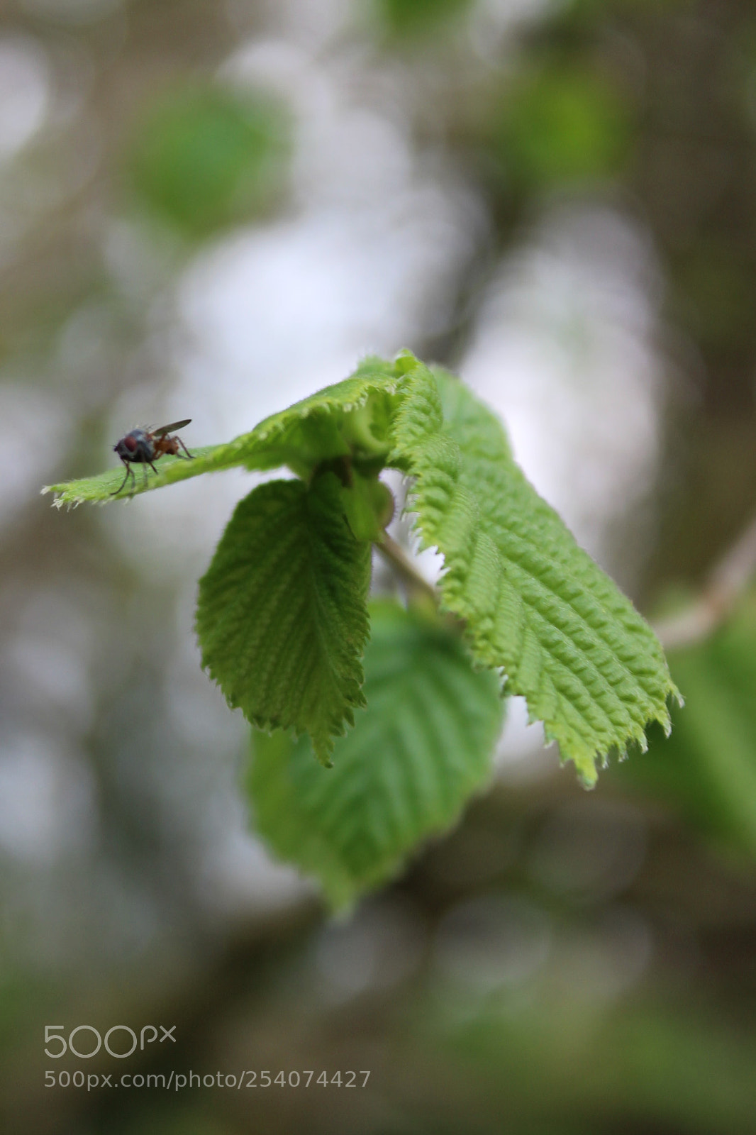 Canon EOS 1200D (EOS Rebel T5 / EOS Kiss X70 / EOS Hi) sample photo. Img photography