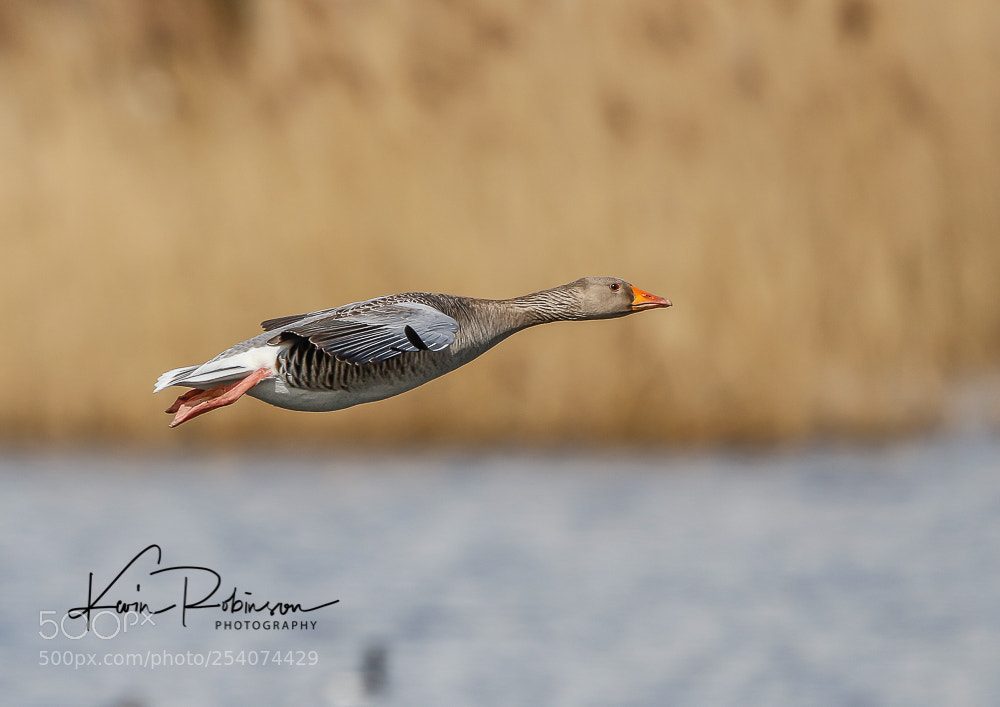 Canon EOS 7D Mark II sample photo. Dm photography