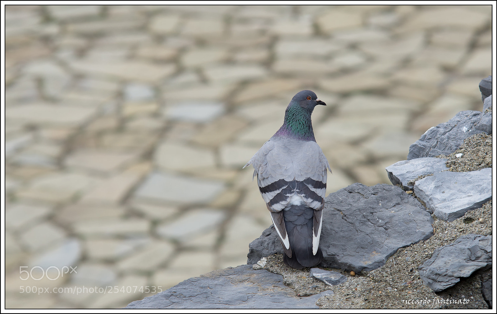 Pentax K-5 sample photo. The pigeon photography