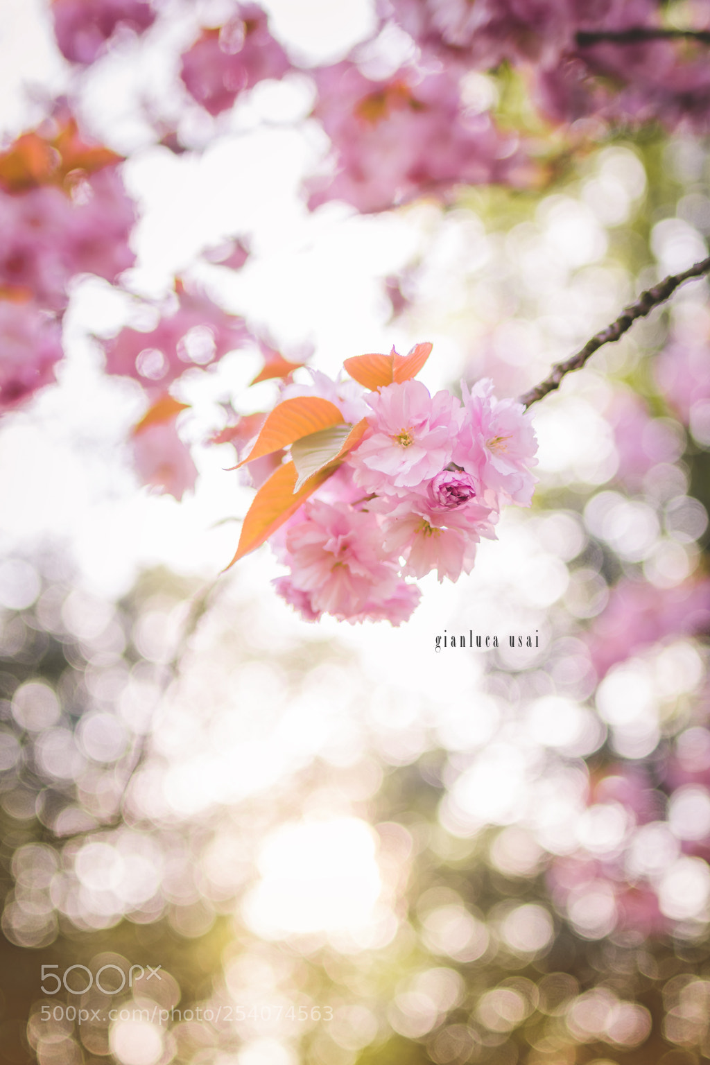 Canon EOS 80D sample photo. Blossom photography