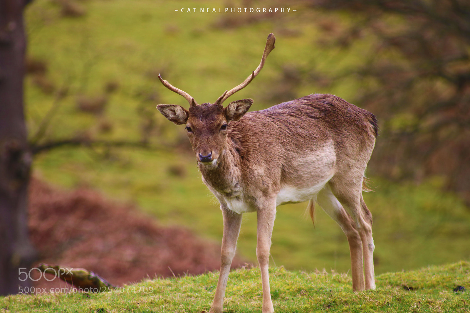 Canon EOS 750D (EOS Rebel T6i / EOS Kiss X8i) sample photo. Broken stag photography