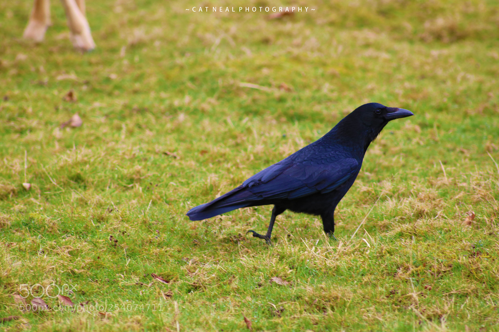 Canon EOS 750D (EOS Rebel T6i / EOS Kiss X8i) sample photo. Crow photography