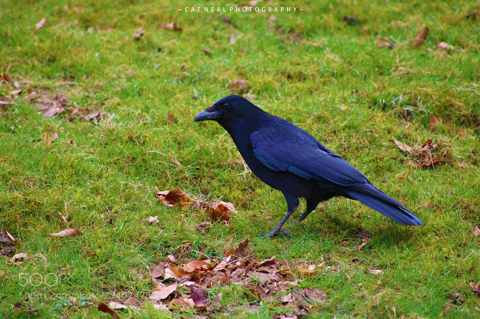 Canon EOS 750D (EOS Rebel T6i / EOS Kiss X8i) sample photo. Crow photography
