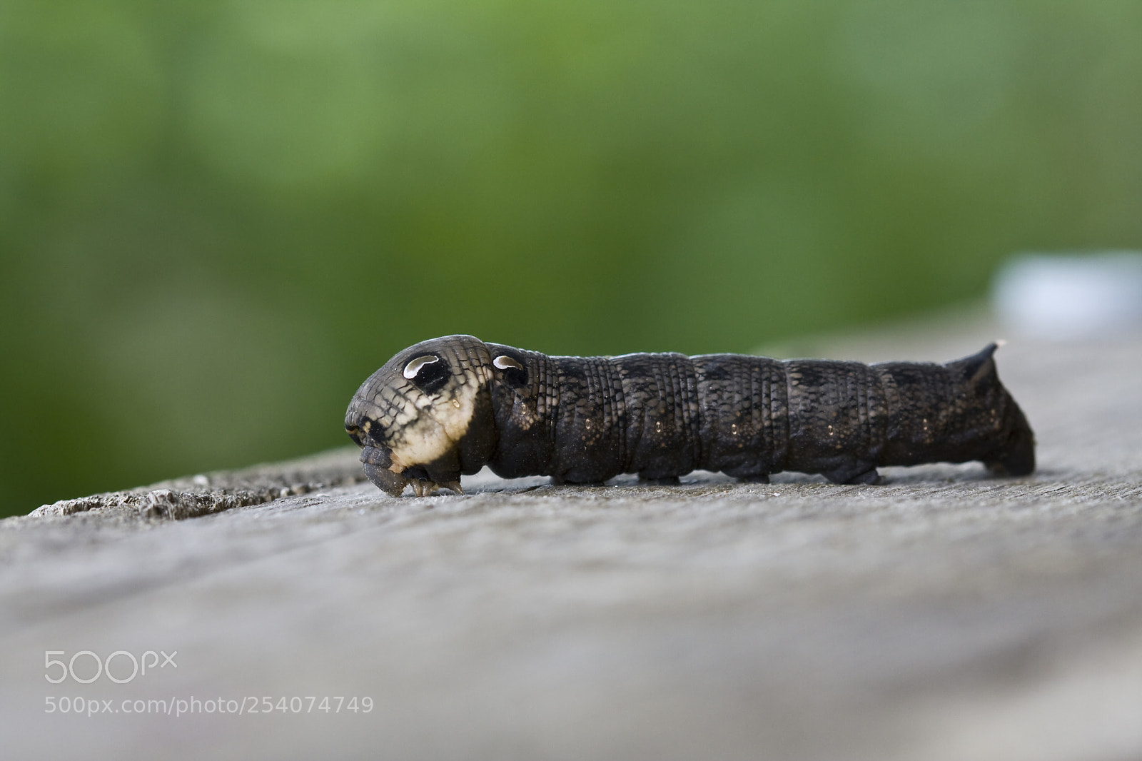 Canon EOS 40D sample photo. Sphingidae caterpillar photography