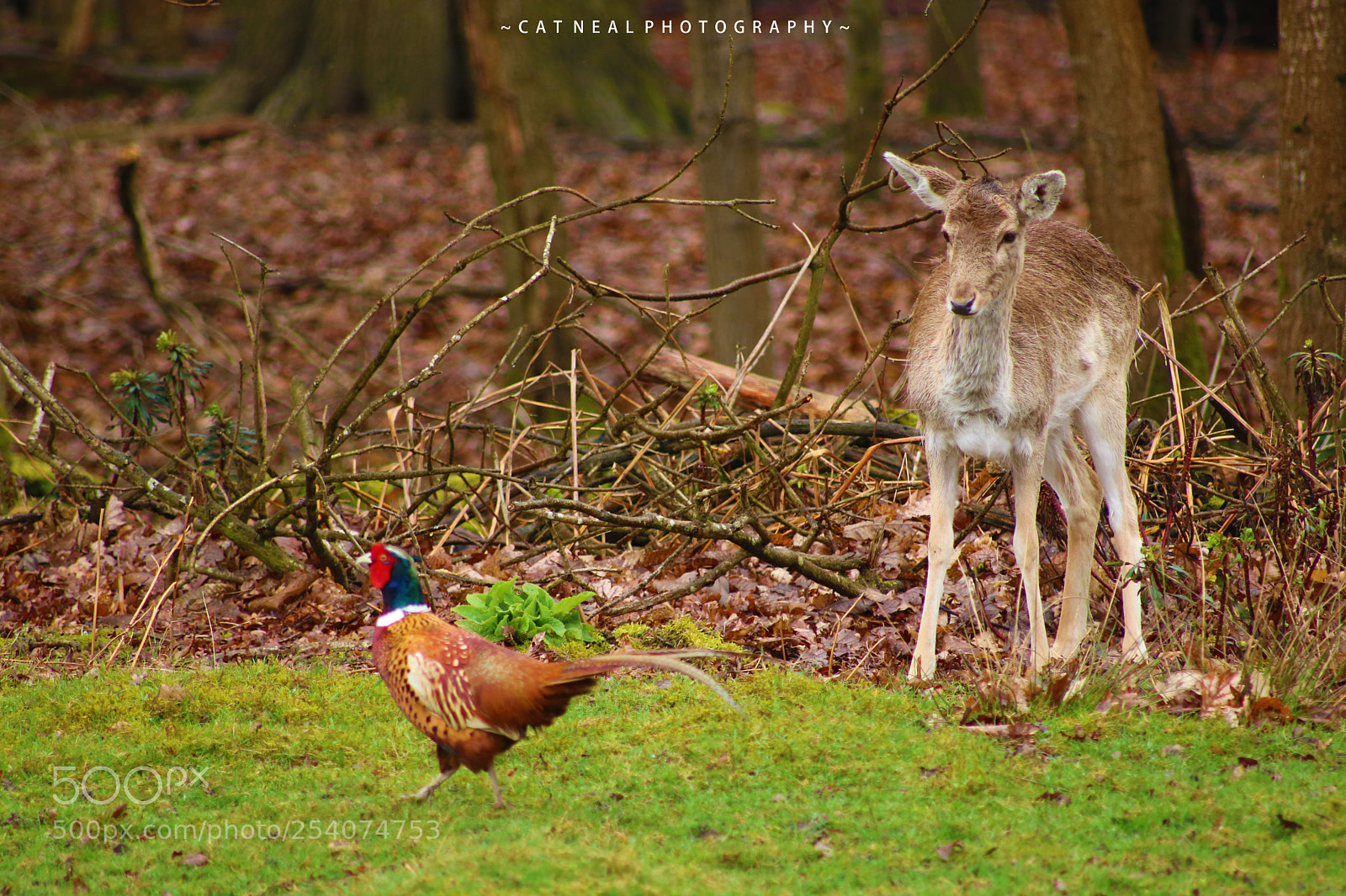 Canon EOS 750D (EOS Rebel T6i / EOS Kiss X8i) sample photo. Doe and pheasant photography