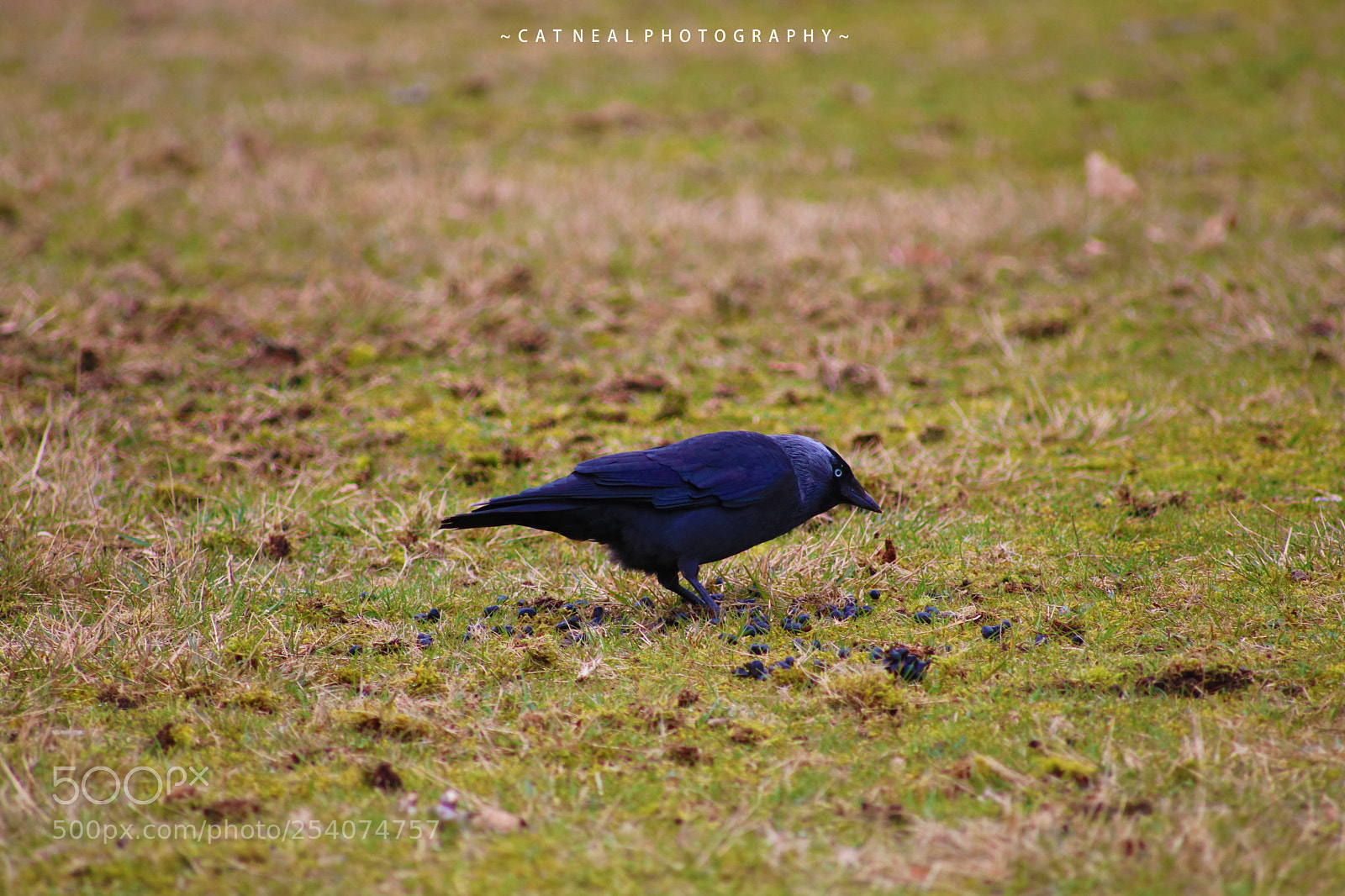 Canon EOS 750D (EOS Rebel T6i / EOS Kiss X8i) sample photo. Jackdaw photography