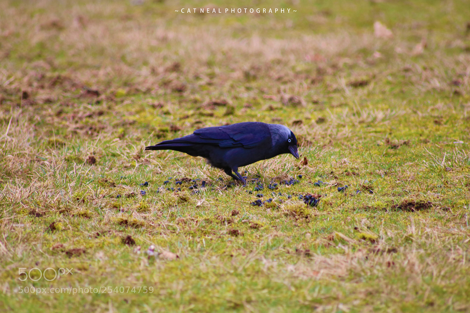 Canon EOS 750D (EOS Rebel T6i / EOS Kiss X8i) sample photo. Jackdaw photography