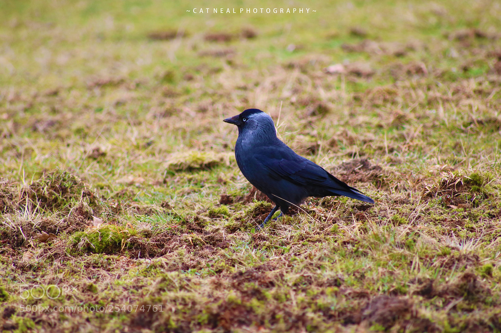 Canon EOS 750D (EOS Rebel T6i / EOS Kiss X8i) sample photo. Jackdaw photography
