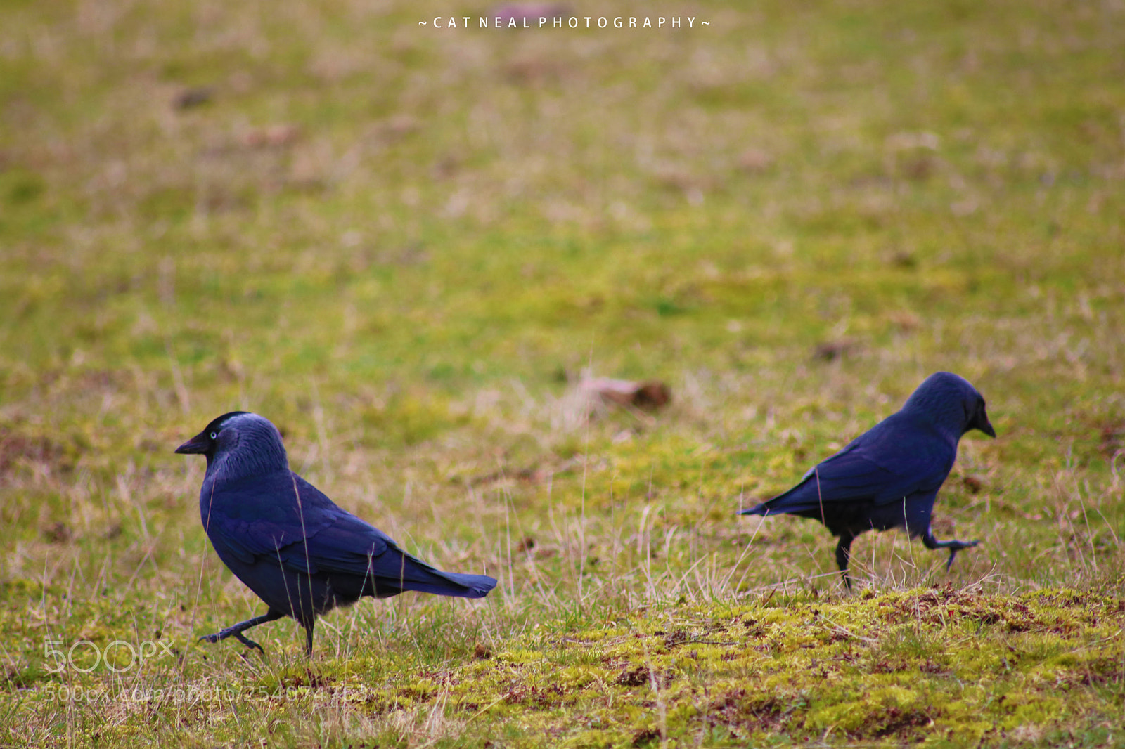 Canon EOS 750D (EOS Rebel T6i / EOS Kiss X8i) sample photo. March of the jackdaws photography