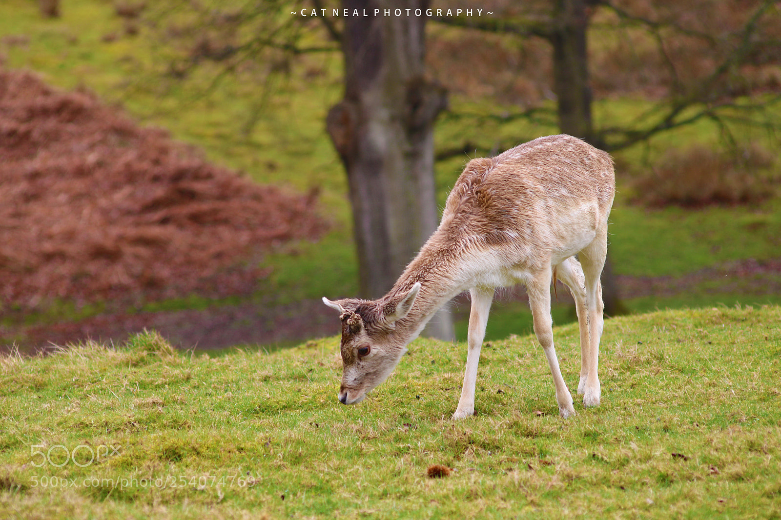 Canon EOS 750D (EOS Rebel T6i / EOS Kiss X8i) sample photo. Little stag photography