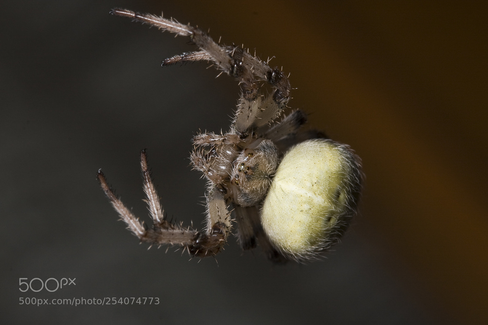 Canon EOS 40D sample photo. Cross spider (araneus diadematus) photography