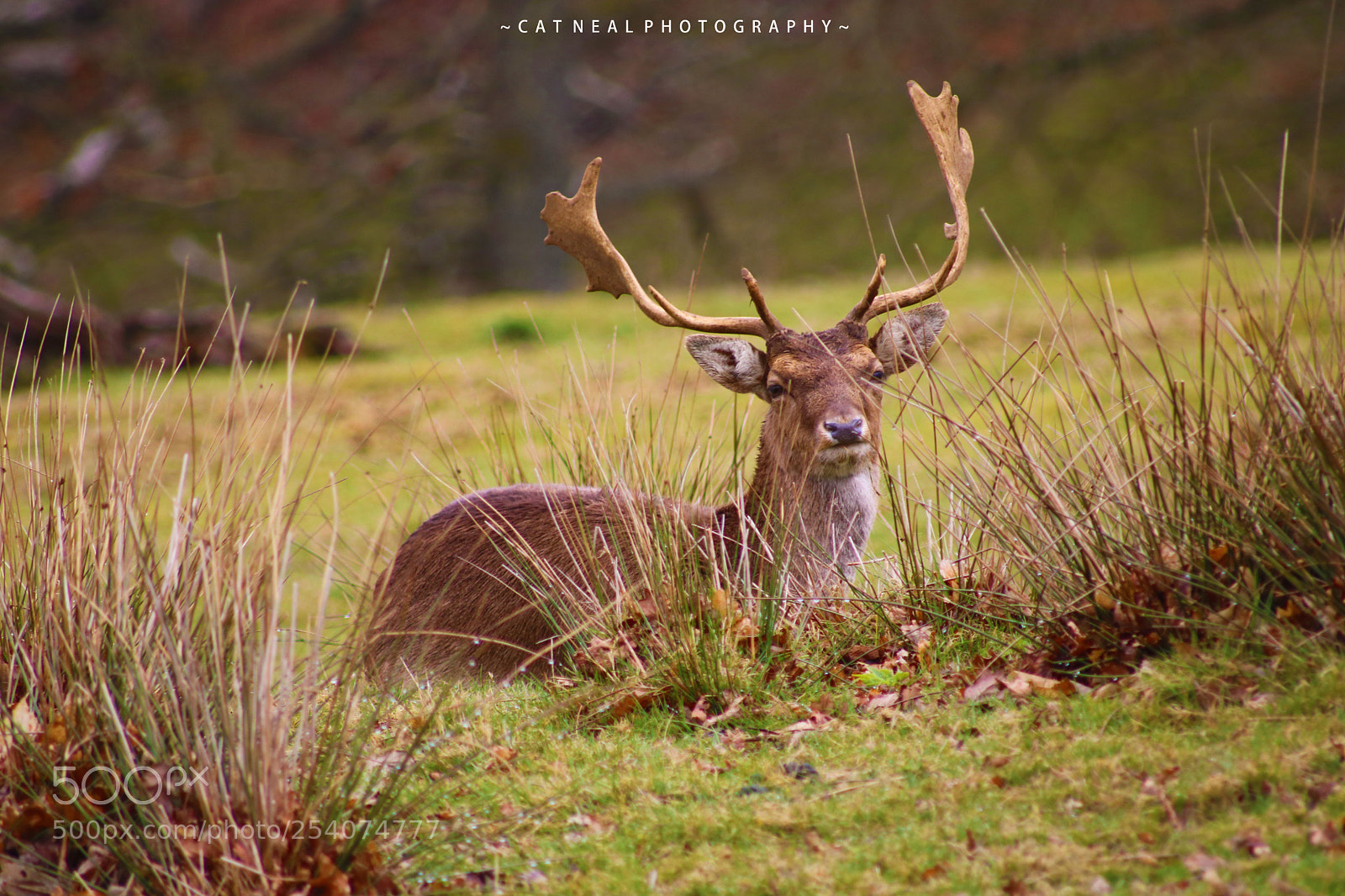 Canon EOS 750D (EOS Rebel T6i / EOS Kiss X8i) sample photo. Lying stag photography