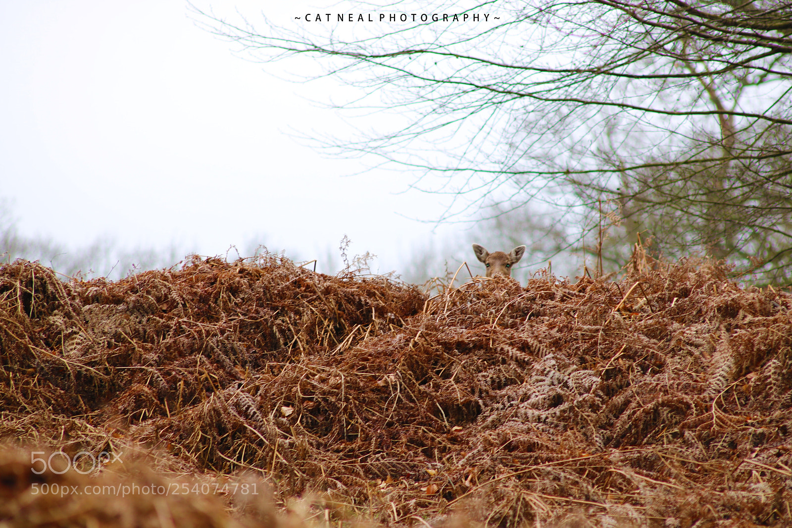 Canon EOS 750D (EOS Rebel T6i / EOS Kiss X8i) sample photo. Peek-a-boo photography