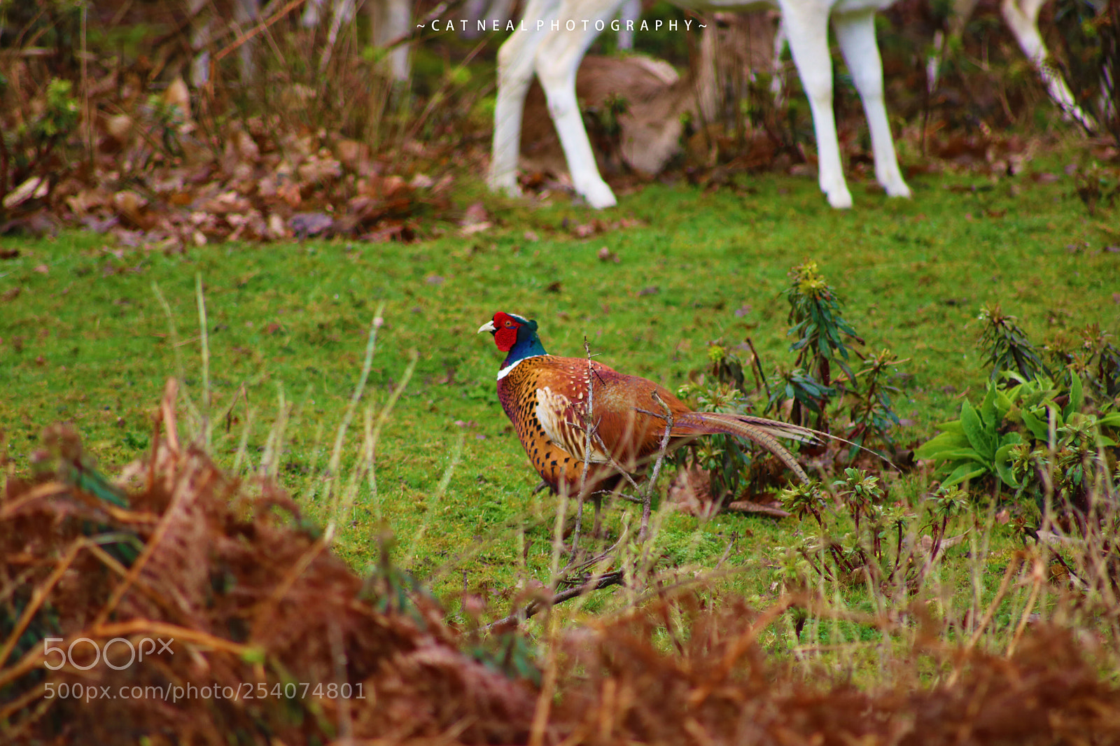 Canon EOS 750D (EOS Rebel T6i / EOS Kiss X8i) sample photo. Pheasant photography
