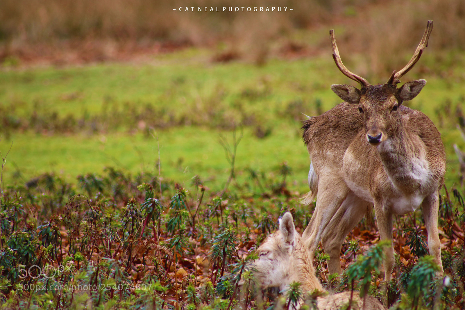 Canon EOS 750D (EOS Rebel T6i / EOS Kiss X8i) sample photo. Stag and doe photography