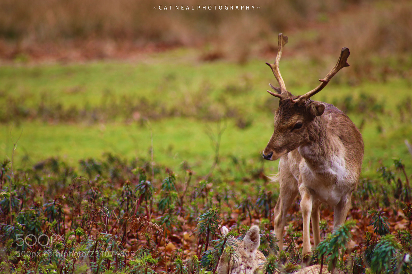 Canon EOS 750D (EOS Rebel T6i / EOS Kiss X8i) sample photo. Stag and doe photography