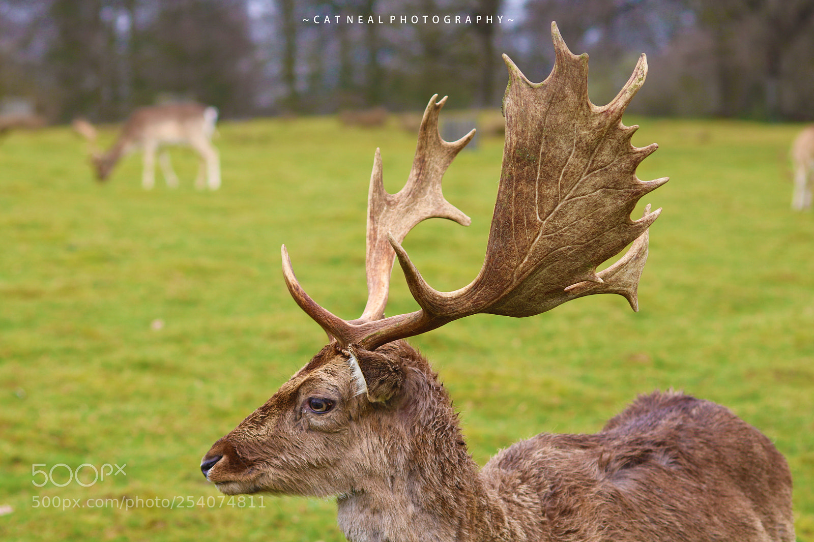 Canon EOS 750D (EOS Rebel T6i / EOS Kiss X8i) sample photo. Stag antlers photography
