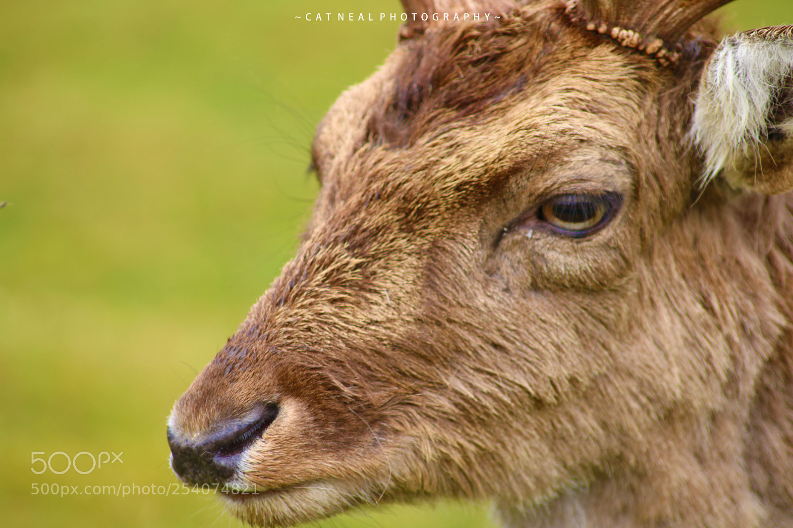 Canon EOS 750D (EOS Rebel T6i / EOS Kiss X8i) sample photo. Stagcloseup photography