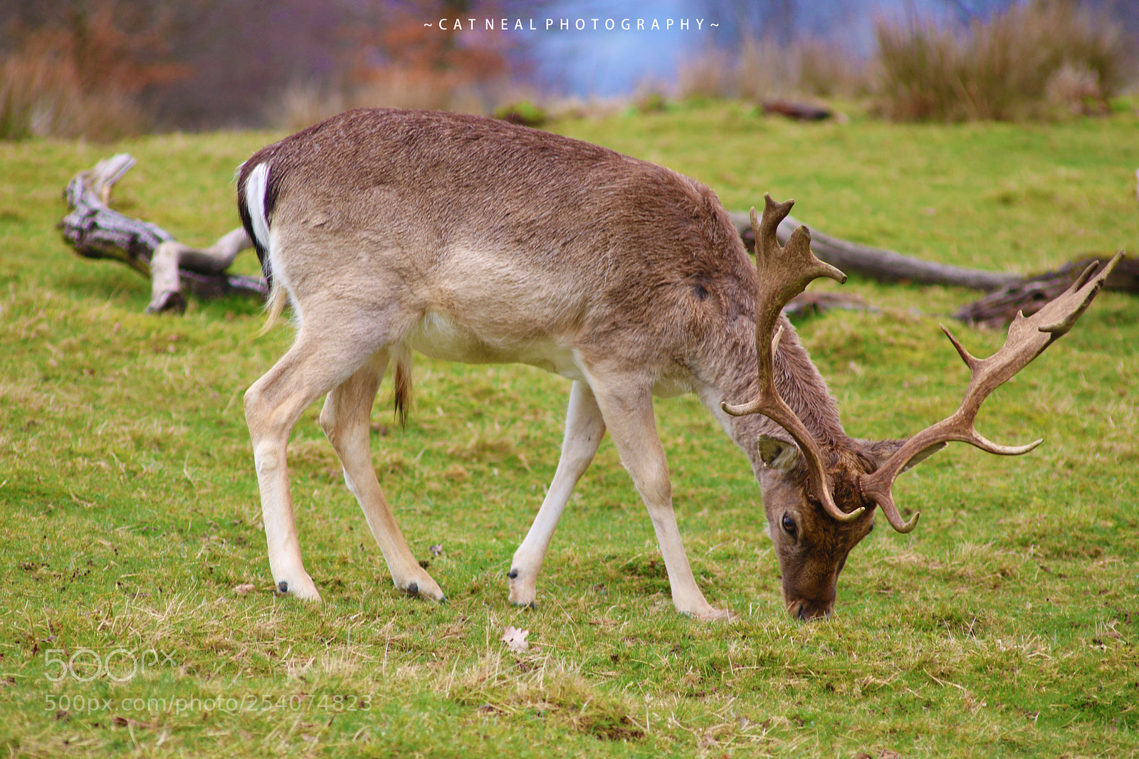 Canon EOS 750D (EOS Rebel T6i / EOS Kiss X8i) sample photo. Stageating photography