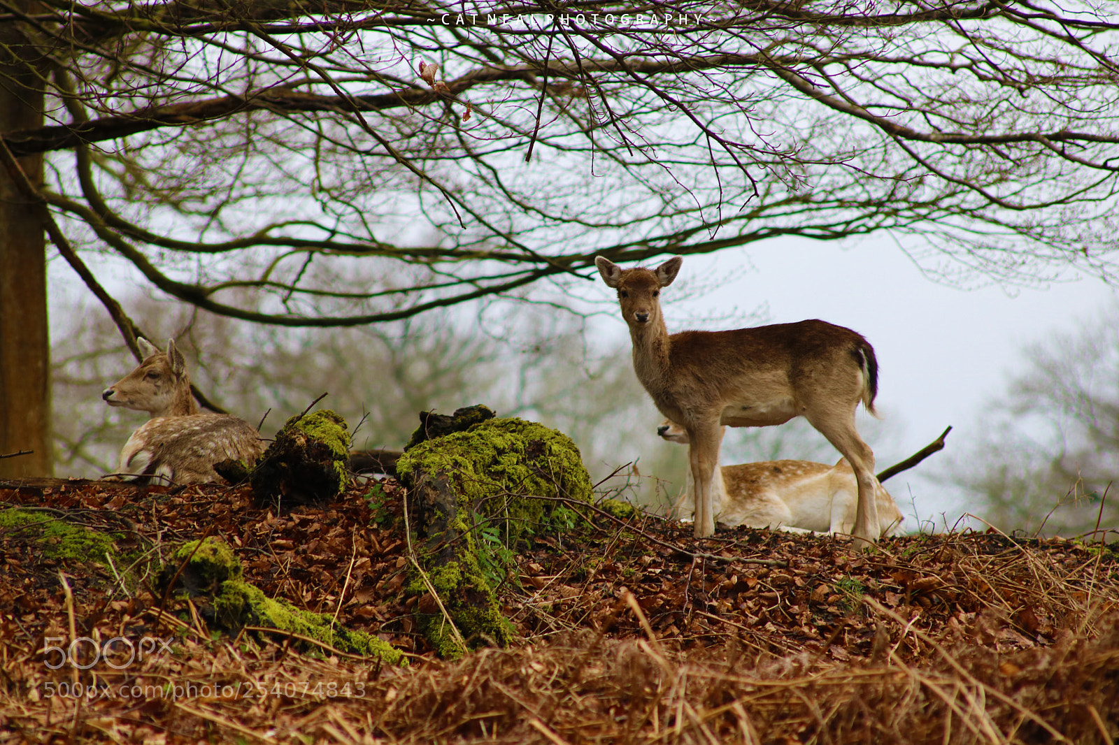 Canon EOS 750D (EOS Rebel T6i / EOS Kiss X8i) sample photo. Tree deer photography