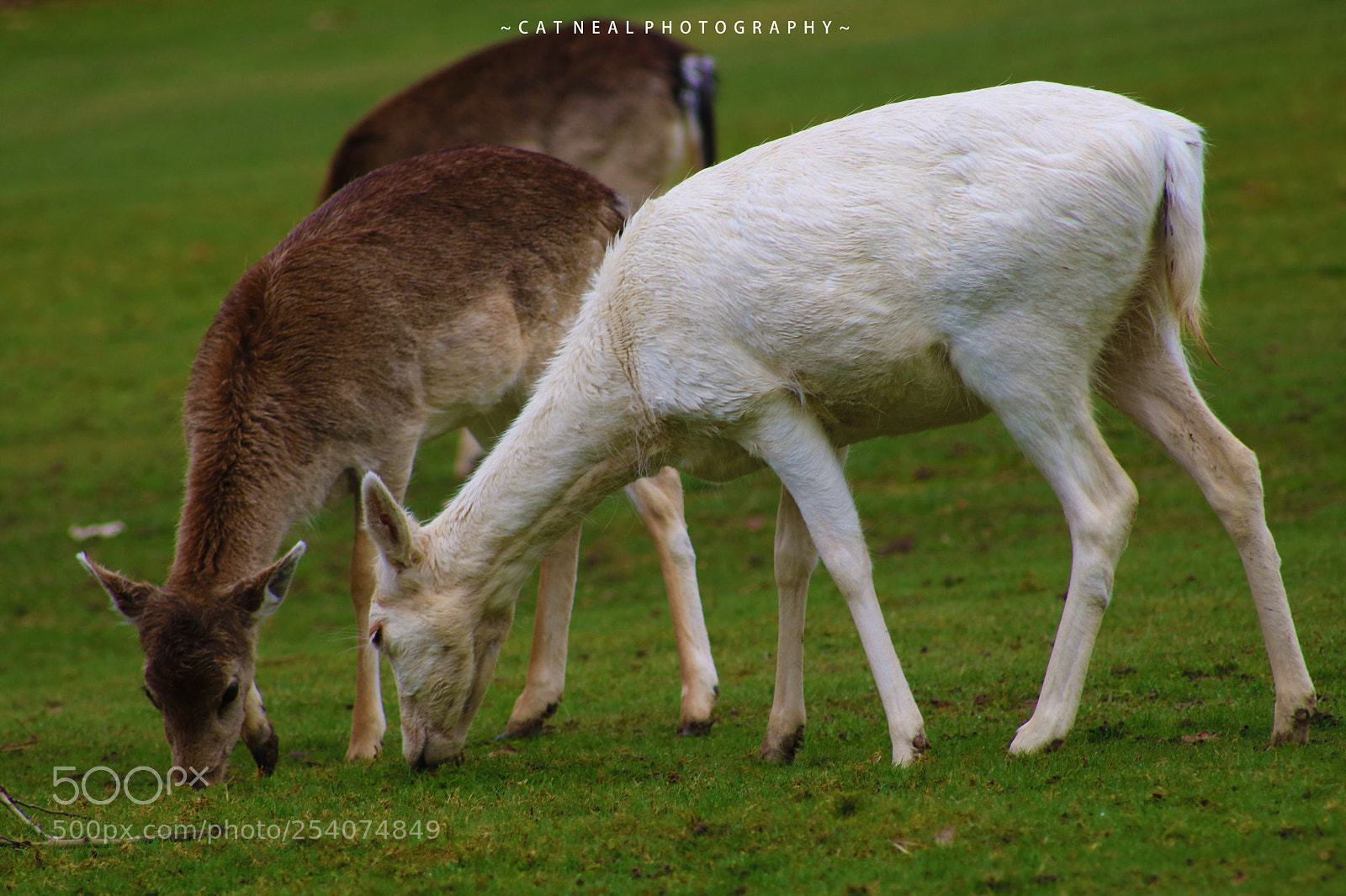 Canon EOS 750D (EOS Rebel T6i / EOS Kiss X8i) sample photo. Whitedeer photography