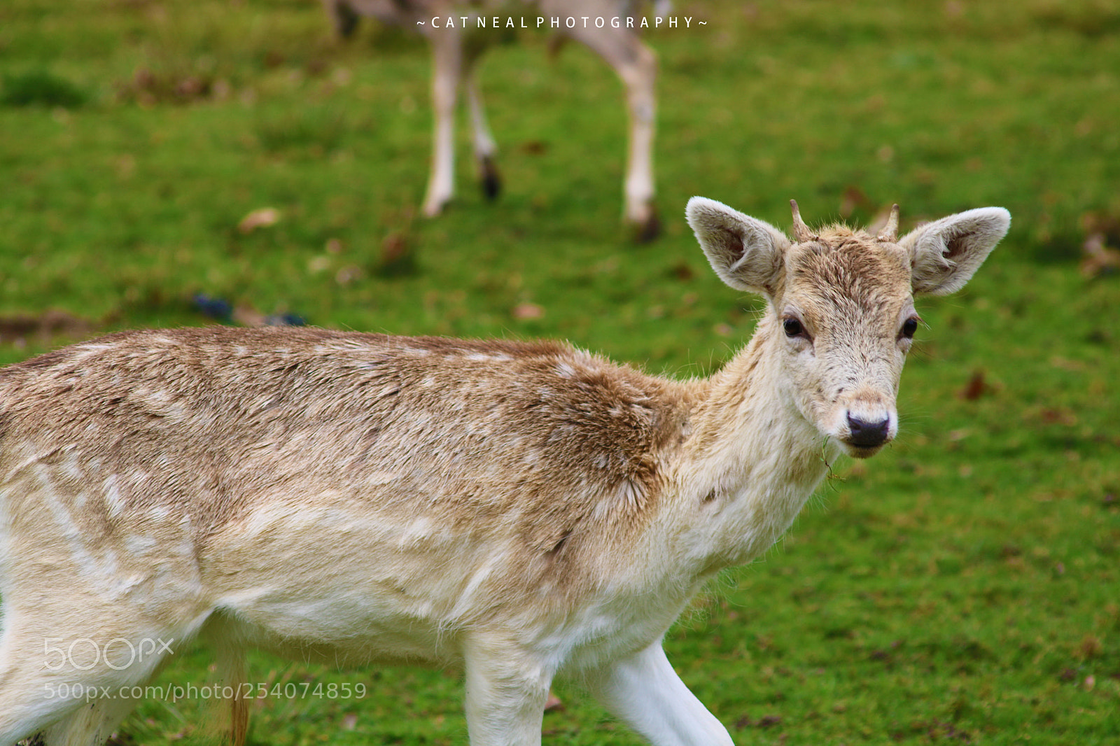 Canon EOS 750D (EOS Rebel T6i / EOS Kiss X8i) sample photo. Yearling photography