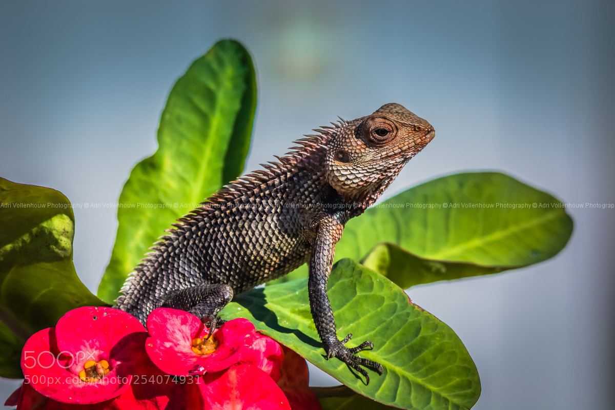 Nikon D7100 sample photo. Chameleon photography