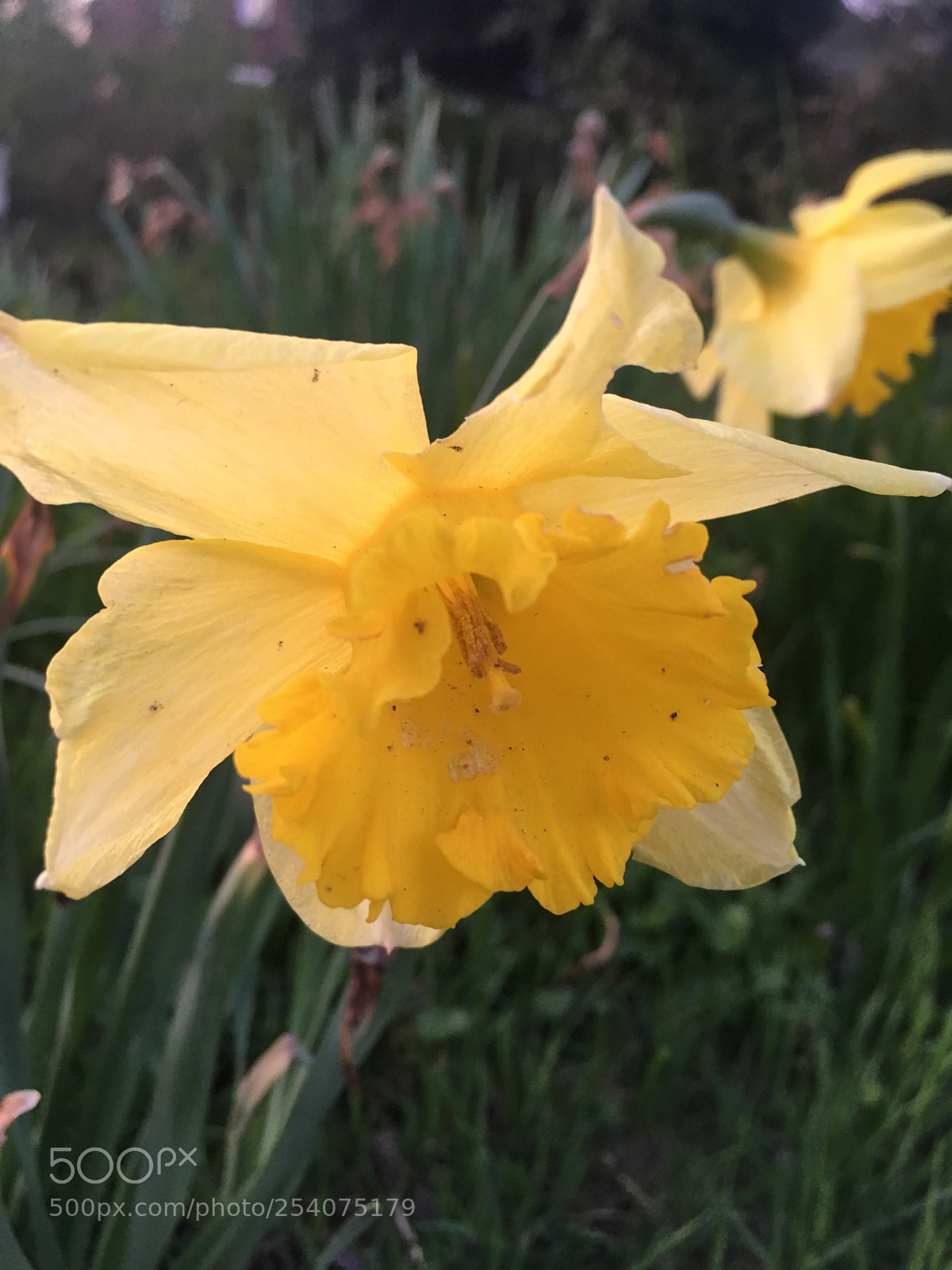 Apple iPhone SE sample photo. Golden flower  photography