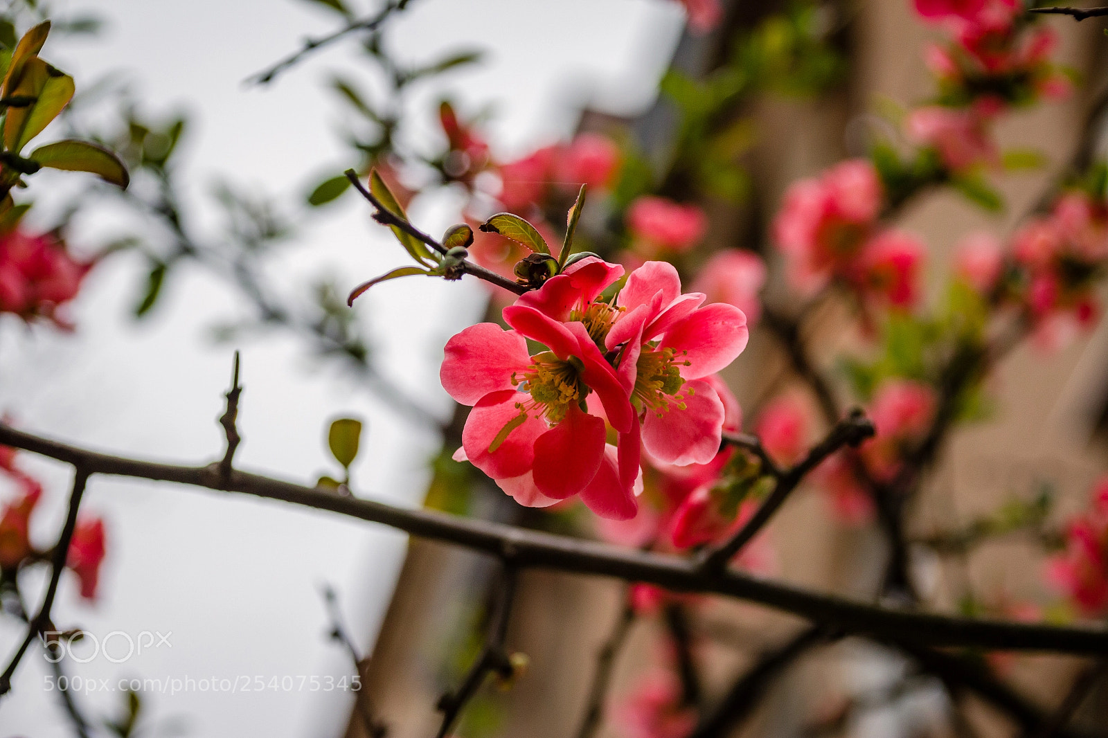 Canon EOS 700D (EOS Rebel T5i / EOS Kiss X7i) sample photo. Untitled photography